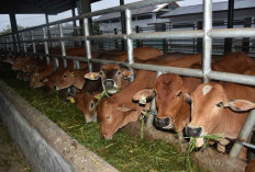 Pemerintah Pantau Penyakit Hewan Ternak Jelang Ramadan