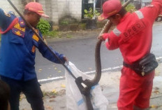 Di Belitung, Sudah 10 Kasus Ular Masuk Rumah, Pertanda Apa?