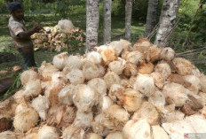 Wabup Belitung Nilai Investasi Perkebunan Kelapa Cukup Menjanjikan