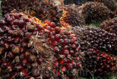  Didit Warning Pabrik Sawit Pulau Bangka, Evaluasi Izin, Cek Pajak Sekalian?