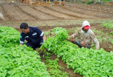 PT Timah Wujudkan Swasembada Pangan Lingkar Tambang