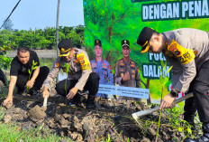 Polresta Tanam 200 Bibit Pohon Bakau di Lahan Bekas Tambang