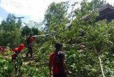 Awas Warga Pangkalpinang, Jangan Berteduh Bawah Pohon Saat Hujan