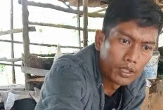 5 Ternak Sapi Dijual, Bos Sapi Polisikan Penjaganya 