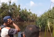 Di Kelapa, Bangka Barat, Petani Raib di Kebun