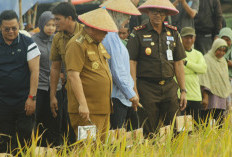 Stop Beli Gabah Petani, Gubernur Bakal Panggil Kepala Bulog Babel