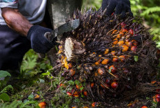 Tantangan Traceability Sawit Nasional