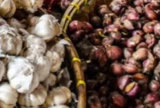 Stok Cukup, Harga Bawang Stabil