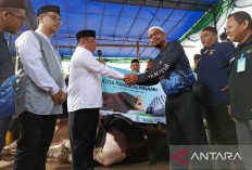 Pemprov Distribusikan Delapan Sapi Kurban Presiden Prabowo
