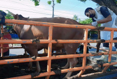 Intensifkan Pengawasan Kesehatan Hewan Kurban