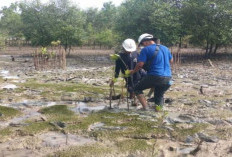 Penanaman 2500 Pohon Mangrove yang Diprakarsai PT Timah Disambut Baik Masyarakat Pantai Gemuruh 