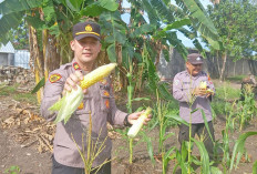 Polsek Merawang Panen Jagung & Cabe di Pekarangan