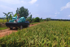 DPPP Basel Targetkan Produksi Gabah Kering Meningkat