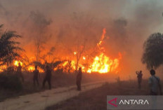 Antisipasi Kebakaran Hutan, BPBD Larang Warga Buka Lahan dengan Cara Dibakar