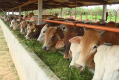Pemprov Siapkan 1.600 Sapi Jelang Idul Fitri