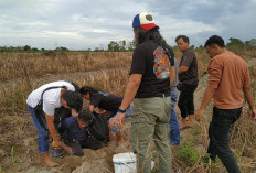 DPO Pencuri Mesin Chainsaw Tertangkap di Kebun Semangka