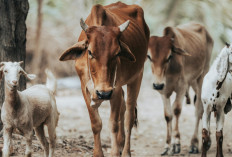 5 Cara Memilih Sapi Kurban 