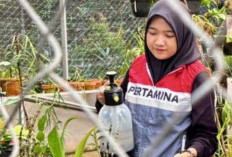 Pertamina Perkuat Konservasi 18 Anggrek di Kebun Raya Tuatunu