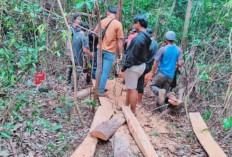 Bong Ming Ming: Usut Jaringan Pembalakan Liar di Menumbing!