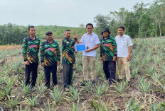 Perkuat Ekonomi Masyarakat, PT Timah Bantu Petani Lewat Bibit Tanaman