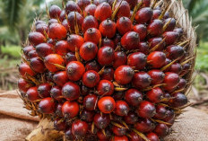 Gara-gara Rencana Eksport Satu Pintu, Harga TBS Sawit Rontok