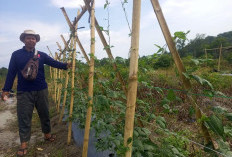 PT Timah-Kelompok Tani Tanam Pohon Buah-buahan