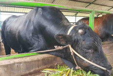 Pemkot Terima Sapi Kurban Presiden Seberat 869 Kilogram
