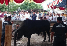 Wako Saksikan Penyembelihan Sapi Kurban Presiden Seberat 890 Kg