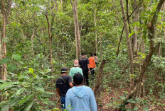 Nenek 81 Tahun Hilang di Kebun Sadai