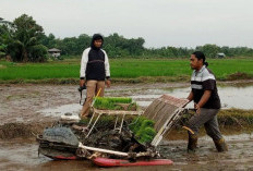 Brigade Pangan di Belitung Bantu Optimalkan Lahan Sawah