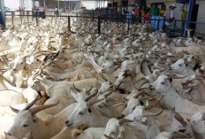 Fatwa Muhammadiyah untuk Calon Jemaah Haji, Hewan Dam Boleh di Indonesia