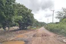 Jalan Tuatunu-Air Duren Bak Kubangan Kerbau