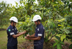 PT Timah Sudah Tanam 1,4 Juta Pohon di Babel