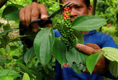 Pemprov Giatkan Petani Milenial