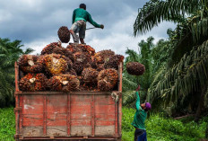 Petani: PKS Harus Transparan!