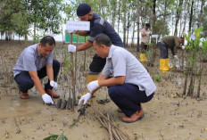 Mangrove Jadi Benteng Pesisir