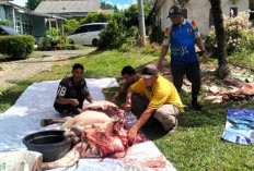SMSI Babel Pun Kebagian Sapi Kurban dari PT Timah