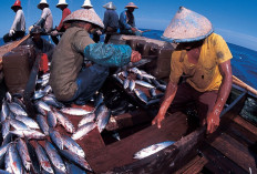 Pemprov Alih Ekonomi Berbasis Timah ke Perikanan