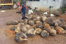 Dua Buruh Harian & Petani Curi TBS PT BAM