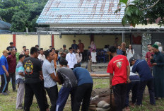 Polresta  Sembelih 11 Hewan Kurban