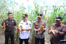 Polda Babel Panen Raya Jagung
