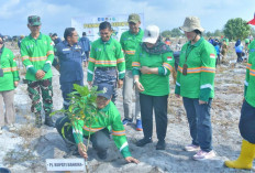 Pemkab Bangka Tanam Ratusan Pohon di Pantai Matras