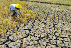 Ada 7 Provinsi Kekeringan Ekstrim, Babel Masih Kemarau 