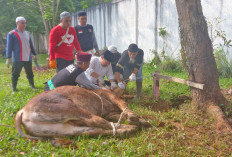 Pemprov Babel Potong 17 Ekor Sapi Kurban