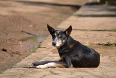 Maroko Rencana akan Bunuh 3 Juta Anjing 