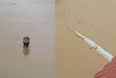 Waw! Banjir Hajar Peternakan Ular?! 