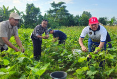 Lapas Pangkalpinang Panen Kacang Hijau