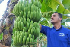 Babel Kembangkan Pisang Cavendish