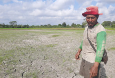  Ratusan Ha Sawah di Belitung Kering Kerontang, Petani Pastikan Gagal Panen?