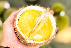 Kontes Durian Gerakkan Ekonomi Masyarakat